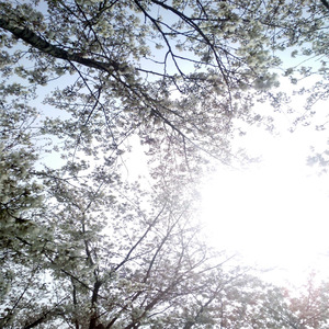 草莓视频在线官网下载
